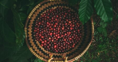 A história do café: da Etiópia ao mundo
